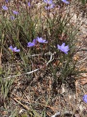 Aristea africana, photograph Dave Richardson, CC BY, iNaturalist via GBIF