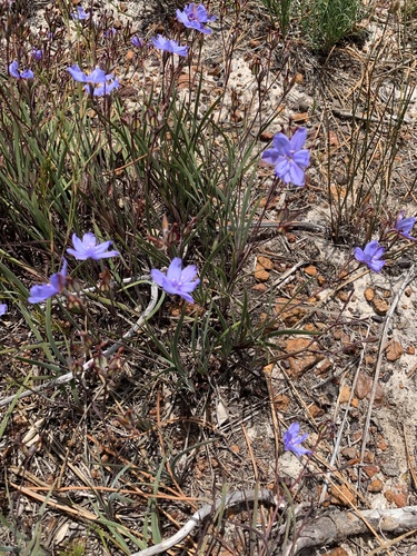 Aristea africana, photograph 2