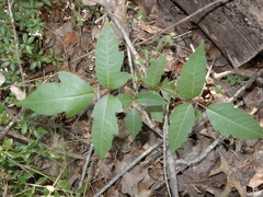 Toxicodendron radicans negundo
