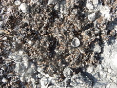 Clavascidium lacinulatum