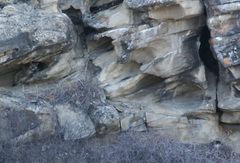 Puma concolor couguar