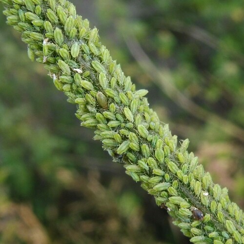 Willow-umbellifer aphid