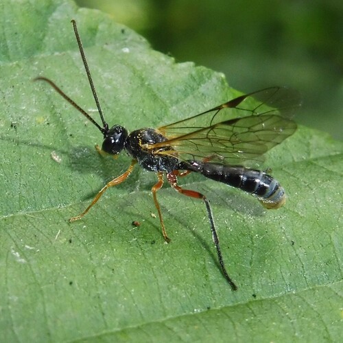 Smicroplectrus quinquecinctus