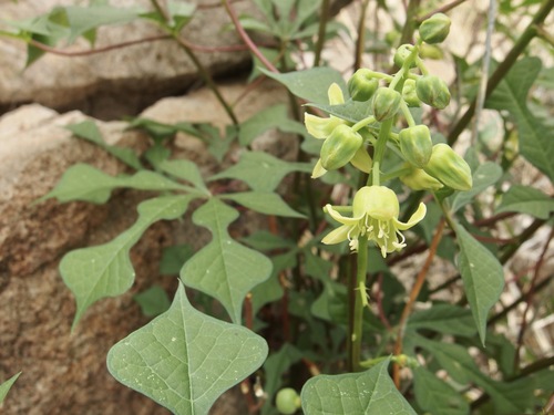 Image of Manihot davisiae by (c) Sue Carnahan, some rights reserved (CC BY)