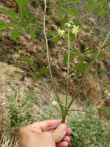 Image of Manihot davisiae by (c) Sue Carnahan, some rights reserved (CC BY)