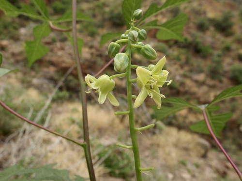 Image of Manihot davisiae by (c) Sue Carnahan, some rights reserved (CC BY)