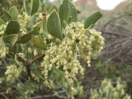 Wright's silktassel (Garrya wrightii)