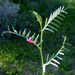 Vicia monantha - Photo (c) Ron Frumkin, μερικά δικαιώματα διατηρούνται (CC BY-NC), uploaded by Ron Frumkin