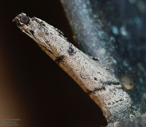 Myelopsis alatella