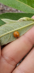 Harmonia axyridis