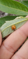 Harmonia axyridis