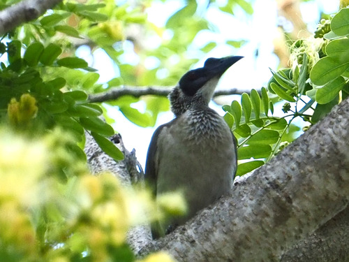Silver-crowned Friarbird (Philemon argenticeps), photo 10