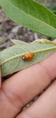 Harmonia axyridis