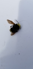 Bombus vosnesenskii