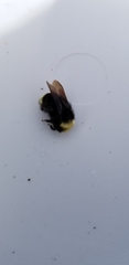 Bombus vosnesenskii