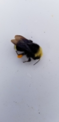 Bombus vosnesenskii