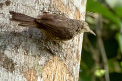 Campylorhynchus turdinus