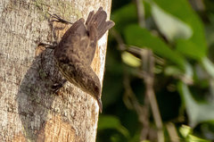 Campylorhynchus turdinus