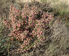 Astragalus spinosus
