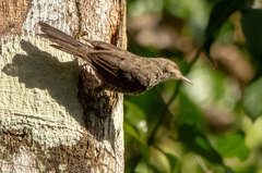 Campylorhynchus turdinus