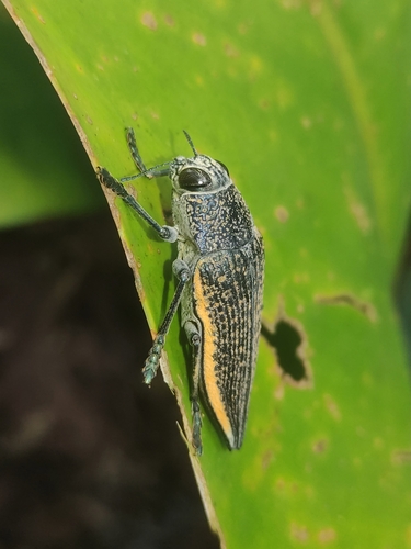Psiloptera olivieri