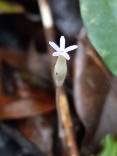 Foto de Flor-de-fantasma