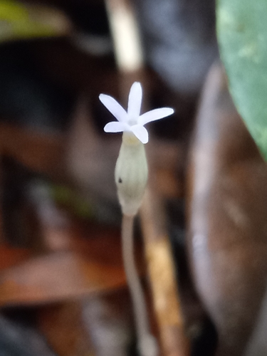 Foto de Flor-de-fantasma