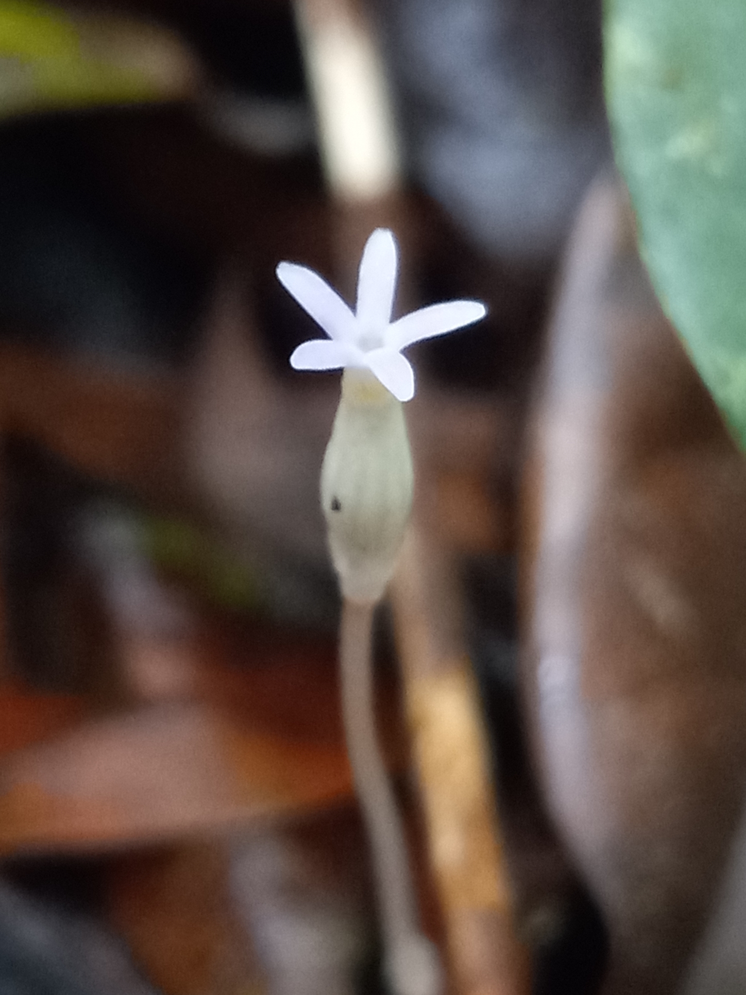 Imagem de Flor-de-fantasma