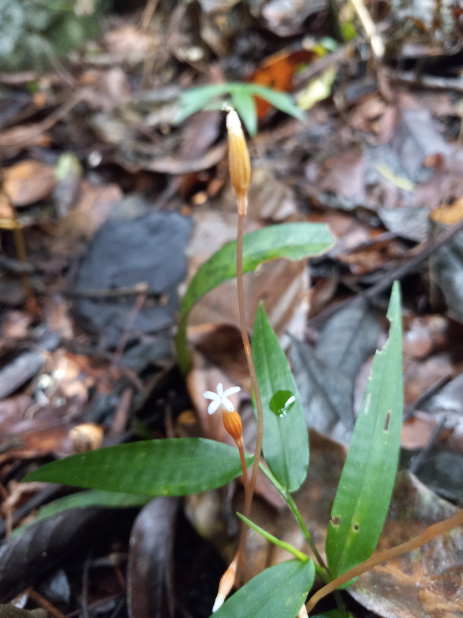 Imagem de Flor-de-fantasma