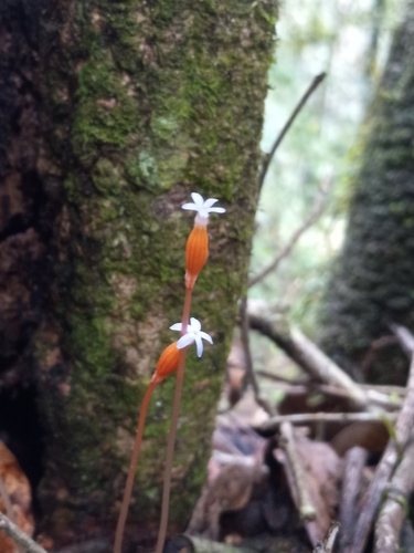 Foto de Flor-de-fantasma