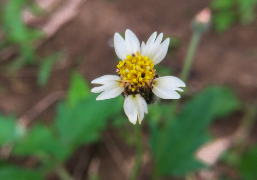 Tridax procumbens