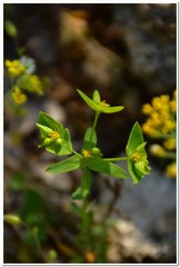 Euphorbia taurinensis