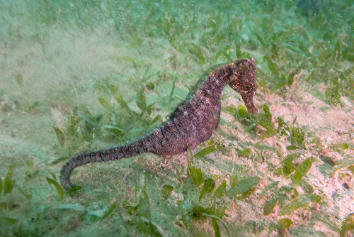 Common Seahorse photographed in Hawaii