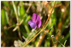 Vicia peregrina