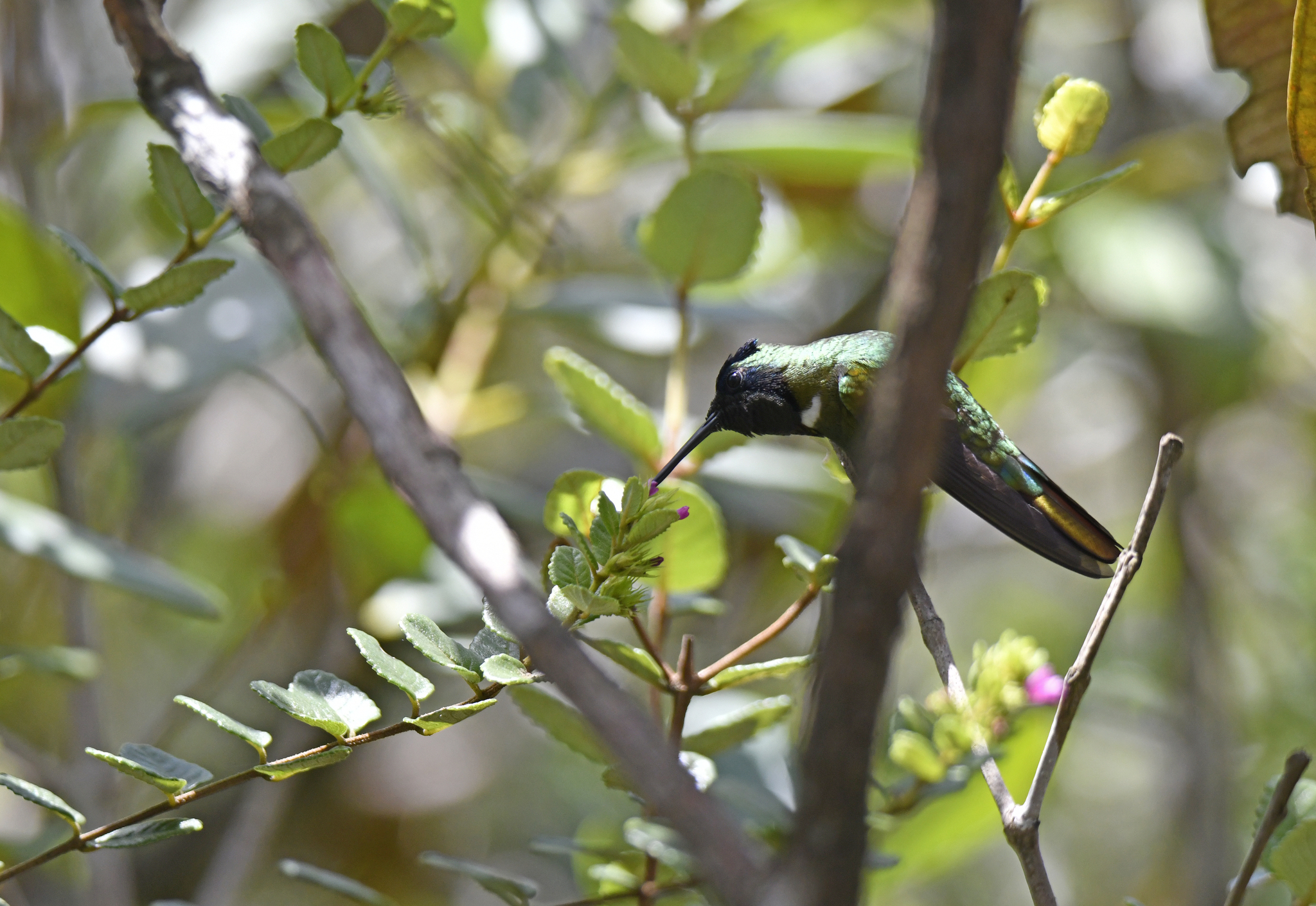 Hooded Visorbearer (Augastes lumachella), photo 8