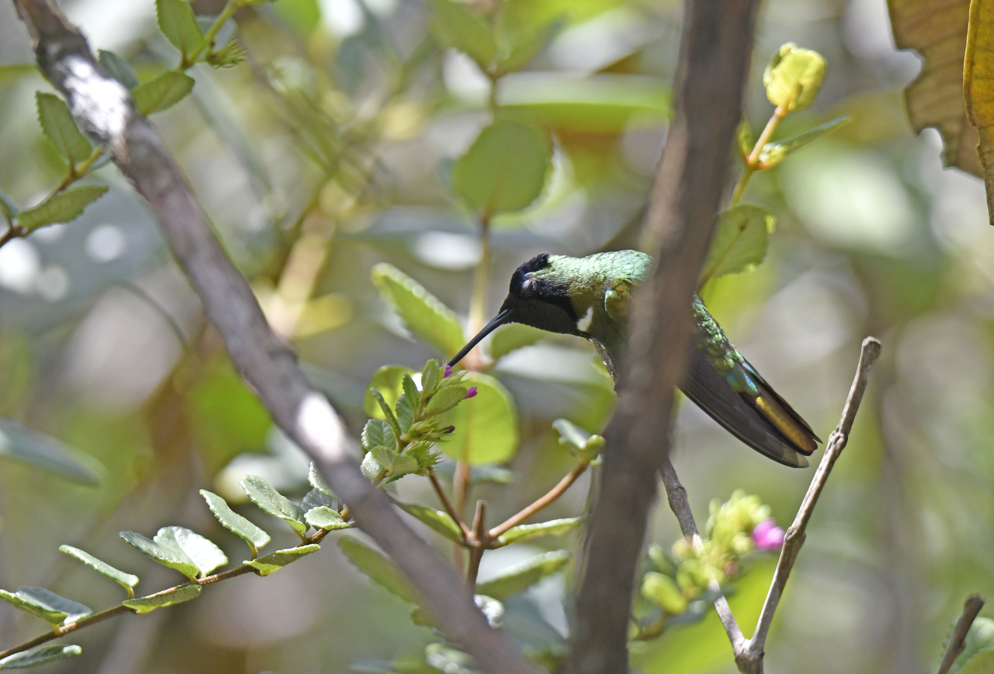 Hooded Visorbearer (Augastes lumachella), photo 9