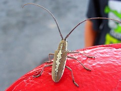 Neoptychodes trilineatus