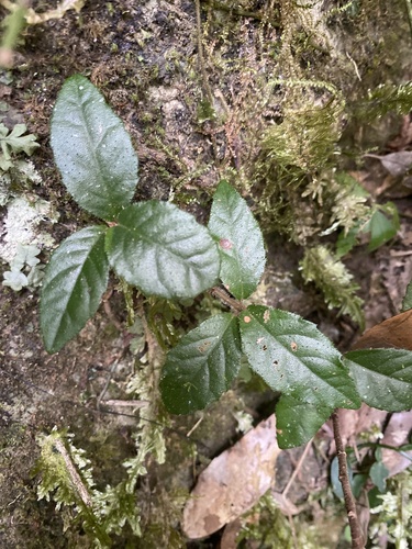 Ardisia pusilla iNat (2)