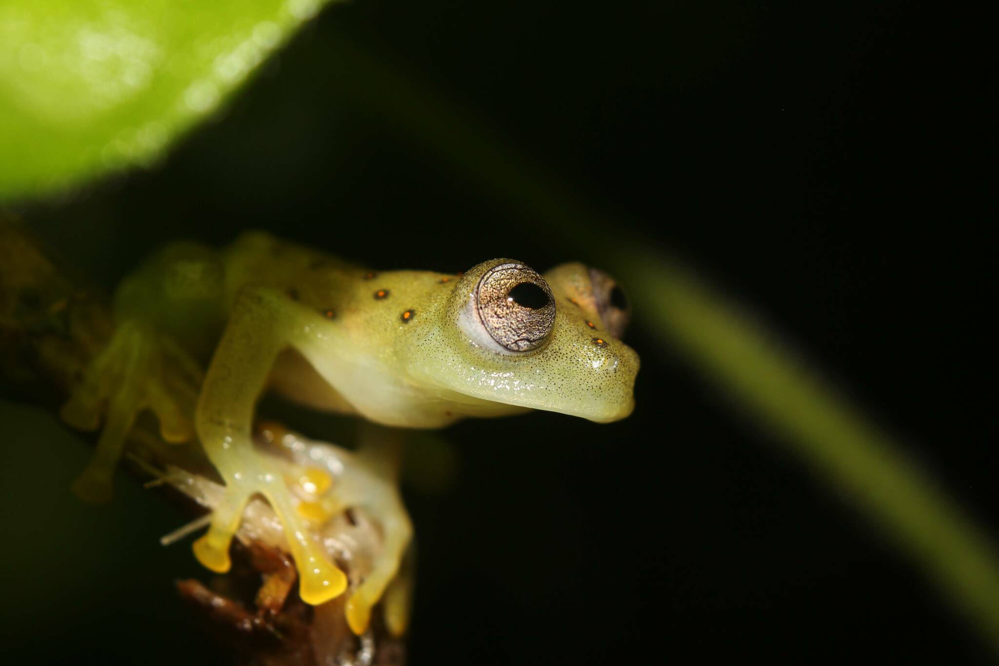 Lynch's Cochran Frog photo 2