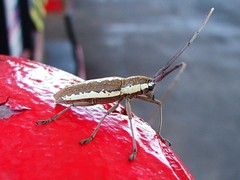 Neoptychodes trilineatus