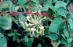 Waldgeißblatt (Lonicera periclymenum): Herkunft und Verwendung — Foto 3