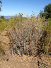 Romneya trichocalyx