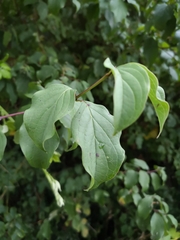 Cornus mas