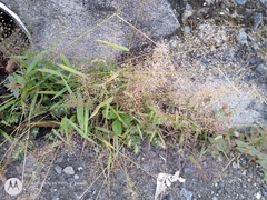 Eragrostis amabilis