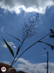 Eragrostis amabilis