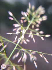 Eragrostis amabilis