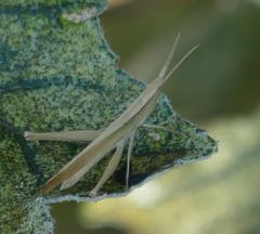 Allotruxalis gracilis