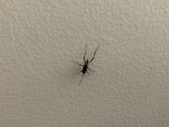 Evania appendigaster