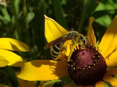 Andrena rudbeckiae
