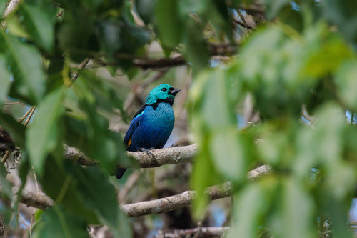 Seven-colored Tanager (Tangara fastuosa), photo 9